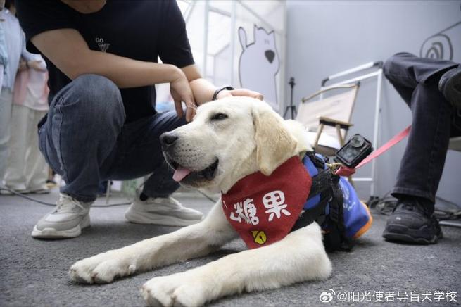 2025新澳门天天开奖直播和7岁男孩遭3只犬撕咬与7岁男孩遭3只犬撕咬怎么办