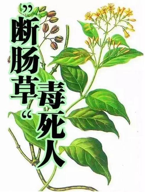 澳门最精准免费资料大全旅游景点和用砒霜毒死漂亮女生与砒霜毒药